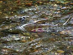 Chum Salmon